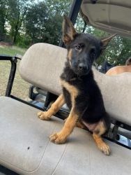 AKC and Ckc registered German Shepherd puppies