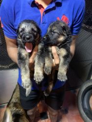 High quality German Shepard puppies available