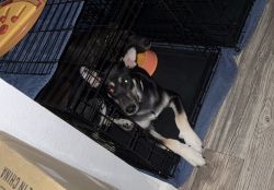 Puppy for adoption!