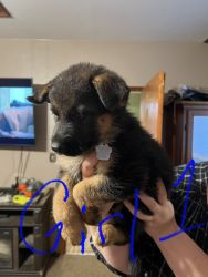 German shepherd puppies, AKC and NAPR registered born August 6. How ar