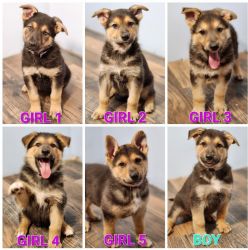Purebred male and female German Shoherd puppies