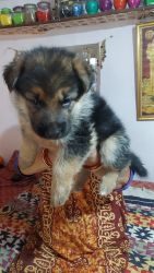 gsd puppies up for sale 37 days old male female both with papers
