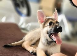 German Shepherds Puppies looking for a home
