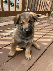 German Shepsky puppies for sale