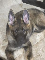 AKC Registered German Shepherd Pups