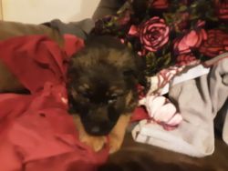 Excellent german shepherd black and tan puppys for sale