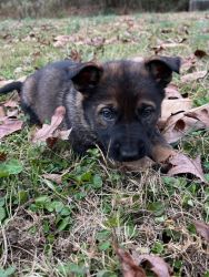 Last little girl just in time for Christmas-AKC German Shepherds
