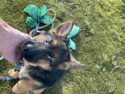 Beautiful female German Shepherd puppy for sale
