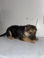 Selling German Shepherd pups