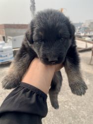 German Shepherd Puppies for sell