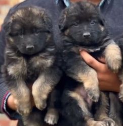 German shepherd puppies available xxxxxxxxxx