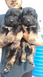 GSD PUPS ENERGETIC FRIENDLY AND ACTIVE