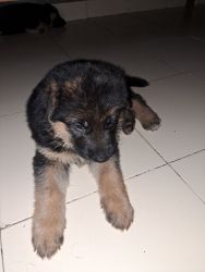 1 months old german shepherd 2 male puppies for sale