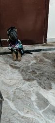 German shepherd puppy 3 months