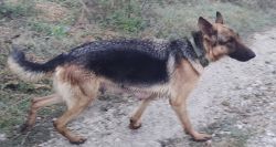 Female German shepherd dog name zoe.short coat
