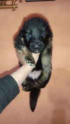 Puppies sale of GSD