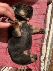 4 German shepherd puppies for sell only female available