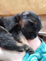 AKC long haired black and red German shepherd puppies