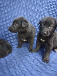 Arlington,Texas -German Shepherd puppies