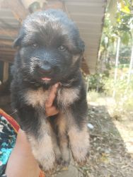 GSD puppies available at Kumta