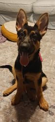 AKC Registered Female German Shepherd Puppy