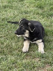 Black/Silver AKC German Shepherd puppies