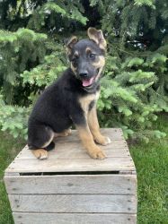 AKC German Shepherd puppies for sale