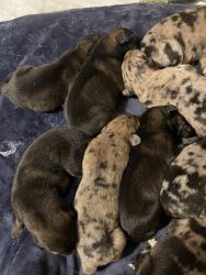 German shepherd/Australian shepherd puppies
