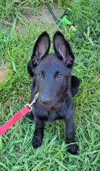 Penelope - Black German Shepherd Puppy
