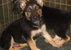 Home raised German Shepherd dogs.