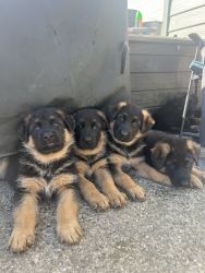 German shepherd puppies for sale in Marysville