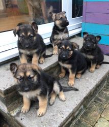 German Shepherd Puppies1