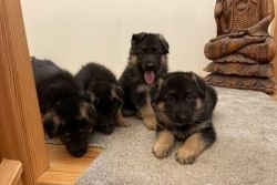 German Shepherd puppies available now