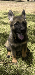 German Shepherd pups AKC registered