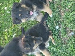 German Shepherd Available for Rehoming