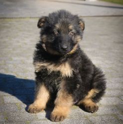 German shepherd puppy Delhi