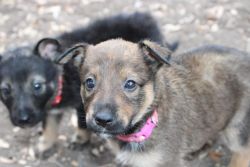 Puppies for rehoming