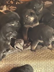 German shepherd puppies (black and tan)