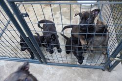 8 Week Old German Shepherd Puppies