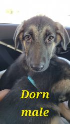 Dorn needs to be rehomed!