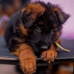German Shepherd Puppies For Sale Now