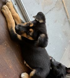 German Shepherd/ Labrador Mix Puppies