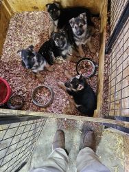 4 male AKC Registered German Shepherd. Have been worned and had First