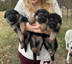 Gorgeous, GSD, puppies, father from South Africa, mother, a.k.a.