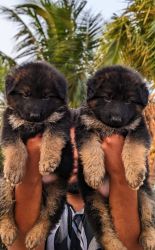 German Shepherd puppies available call me xxxxxxxxxx