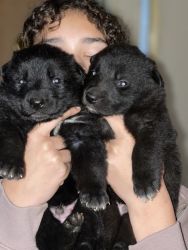 Black German Shepherd puppies for sale