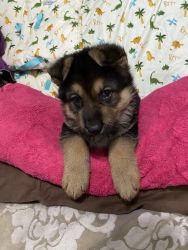 2nd litter of one of the most wanted GSD puppies in Central Florida