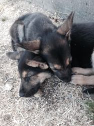 Akc german shepherd puppies