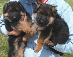soo cuty German shepherd puppies for sale