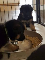 searching for a home for german shepherd puppies